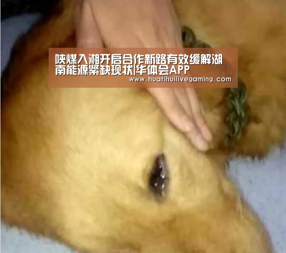 华体会体育