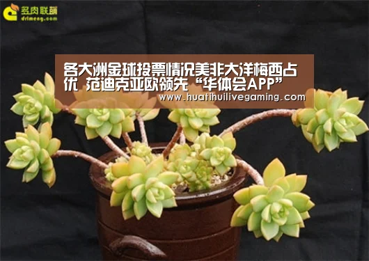 各大洲金球投票情况美非大洋梅西占优 范迪克亚欧领先“华体会APP”(图2) 华体会体育